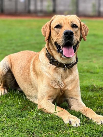 Paras Tomar - Dog Training Meet the Trainers & Our Happy Students photo 15