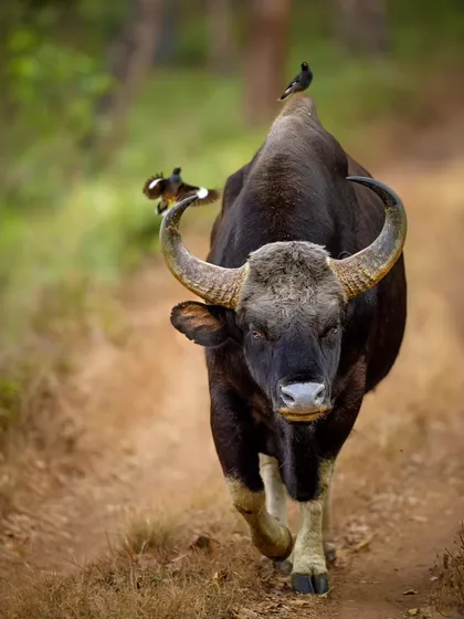 The sheer power and presence of a bull gaur from the BRT Tiger Reserve. This massive animal walking directly towards me, with mynas along for the ride, is a testament to the untamed strength you can feel in the forest.