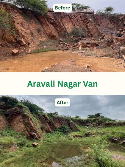 A former mining quarry at Aravali Nagar Van, once a scar of exposed rock, is now softened with green cover. This before and after view shows how native grasses and shrubs are beginning to reclaim the rocky slopes, preventing erosion and creating new habitats.
