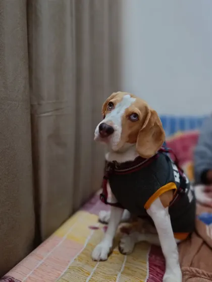 Another beautiful shot of Oscar the Beagle. He's wearing his little sweater and looking very dapper.