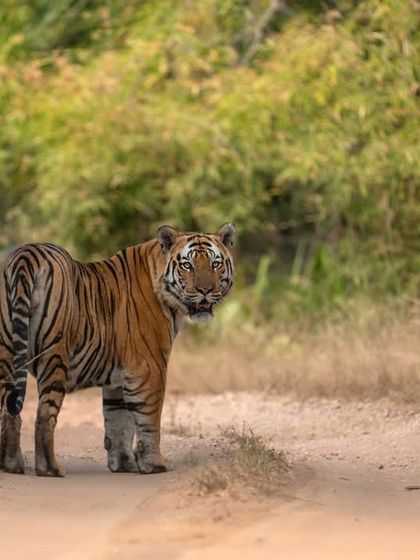 A tiger looks back on a winter day in Bandhavgarh. The soft light and muted colors are characteristic of the season.