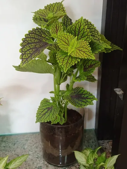 A close-up of a Coleus plant. Its vibrant, patterned leaves make it a standout choice for an indoor plant collection.