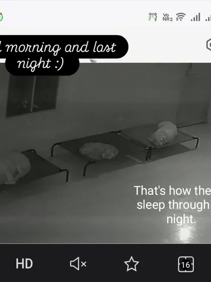 A peek into how they sleep at night. No cages, just comfy elevated beds for a good night's rest.