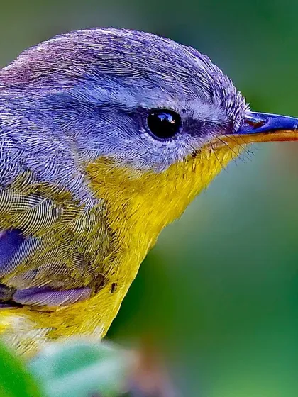 A detailed portrait of a Gray-hooded Warbler. The image captures the fine line between the grey hood and yellow throat, and the soft, delicate texture of its feathers.