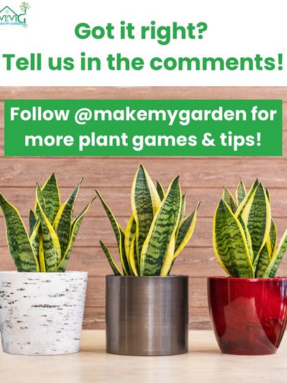 Make My Garden - Nursery & Gardening Store (Retail) Indoor & Air Purifying Plants photo 8