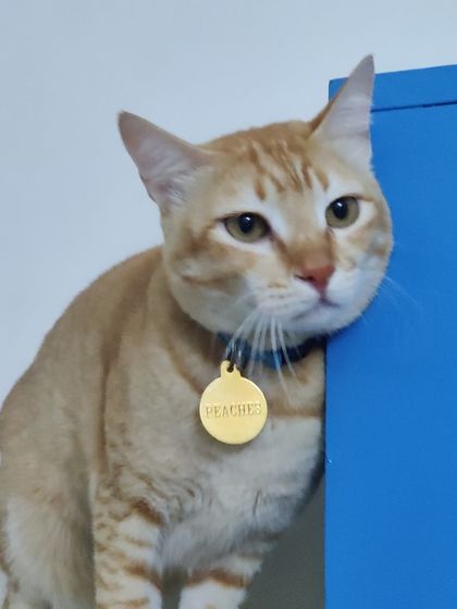 Sammy's Nest - Home Boarding for Small Pets Happy Cats: Our Boarding Guests photo 75