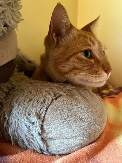 Ziggy is here to remind you to have a safe and happy Holi, but to leave the animals out of it! The colors are toxic for them.