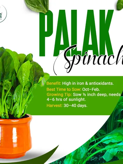 Growing your own food is incredibly rewarding. Here is a healthy pot of Palak (Spinach), grown using our organic methods. It's high in iron, easy to grow with 4-6 hours of sunlight, and can be harvested in just 30-40 days.