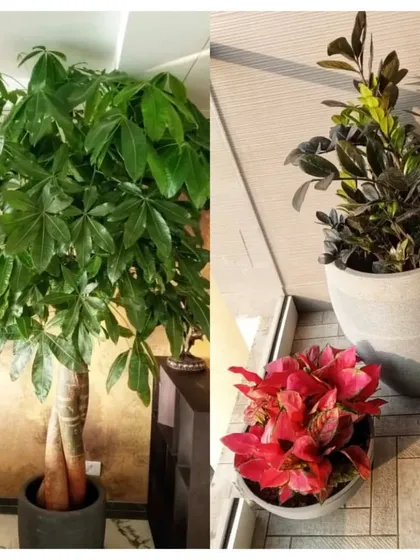 Whether it's a large Money Tree or colorful foliage plants, my professional Mali Service in Mumbai is just a call away. I ensure your plants get the expert care they need to impress.