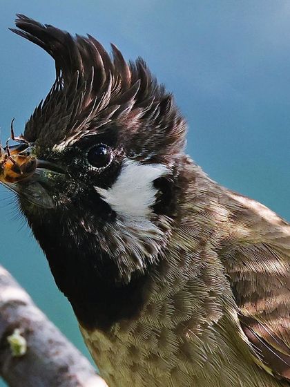 A close-up of a Himalayan Bulbul with an insect kill. The shot provides a detailed view of its pointed crest and the captured prey, offering a raw and fascinating look at its feeding habits.