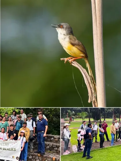 A collage capturing the essence of our monsoon walk at Sunder Nursery. From group explorations and vibrant butterfly sightings to unique birds like the Coppersmith Barbet, these images show the rich biodiversity and community spirit of our Earth Walks.