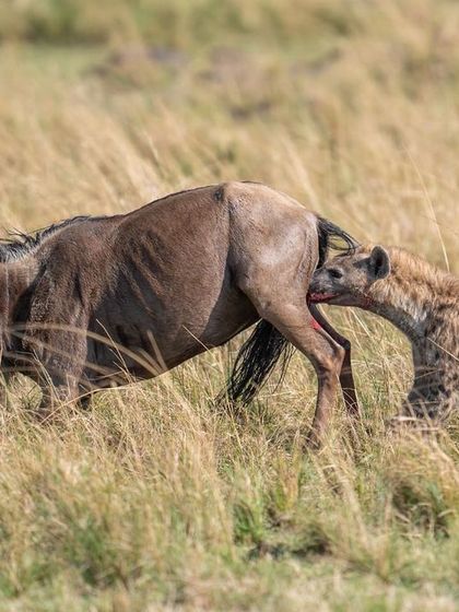 The beginning of the end. The hyena latches on with its vicious grip, starting one of the most brutal hunts I have ever seen.