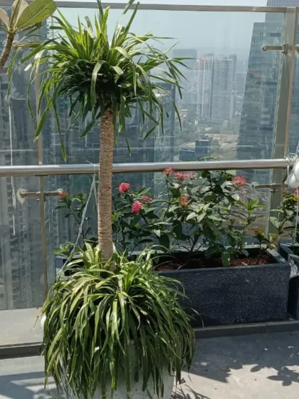 We turn high-rise balconies into stunning green retreats. Imagine enjoying this view from your own home. Our team handles everything, from selecting the right plants for the environment to regular upkeep.