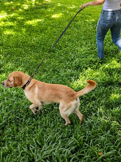 My dog Prancer on a walk in a lush green park. This photo captures a simple, everyday moment of joy and freedom.