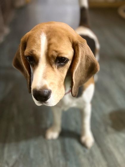 Those puppy-dog eyes. This Beagle knows exactly how to melt your heart with just one look.