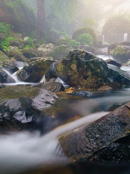 A long exposure of a stream in Meghalaya, with the water appearing milky and smooth as it flows over dark rocks. The soft light filtering through the misty forest adds to the magical atmosphere.