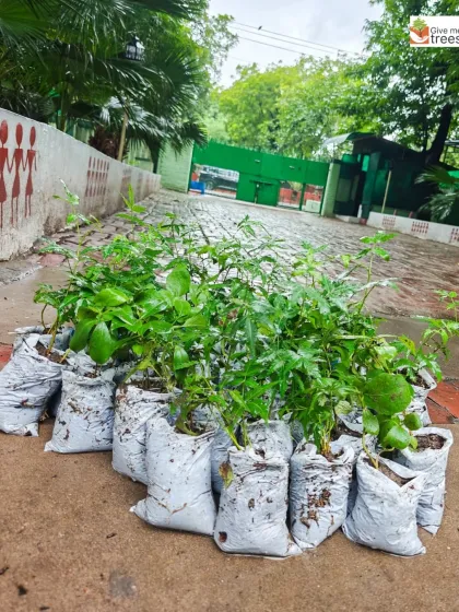 A collection of Ashoka saplings gathered during our drive. By collecting and nurturing these native species, we ensure a supply of strong, locally-adapted plants for our reforestation projects.