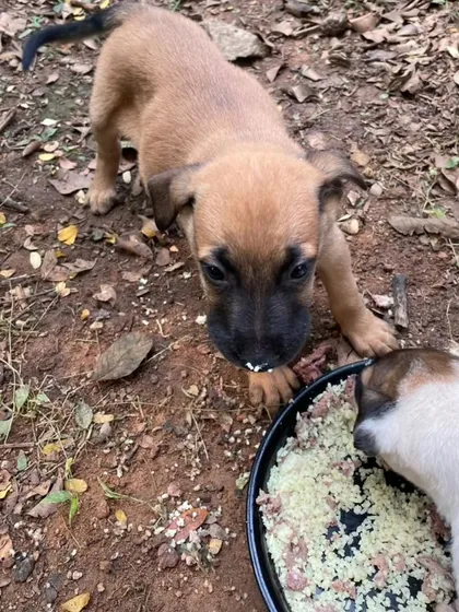 A tan puppy with a black muzzle enjoying a meal. These pups are being cared for by the community but need permanent homes.