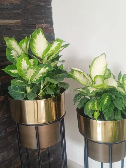 The right plant in the right pot can elevate any room. Here, two Dieffenbachia plants, known for their beautiful variegated leaves, are potted in stylish brass-finished planters. This pairing adds a touch of modern elegance against the dark stone wall, showing how I match plants and decor to your home's style.