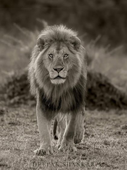 The full power and presence of a walking lion, captured in a timeless, artistic style.