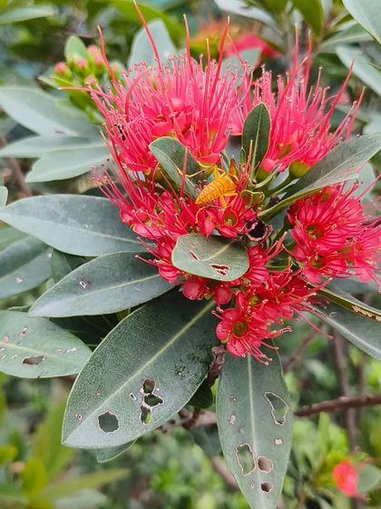 A grasshopper enjoying the Metrosideros flower. It's a reminder that our gardens are a small ecosystem.