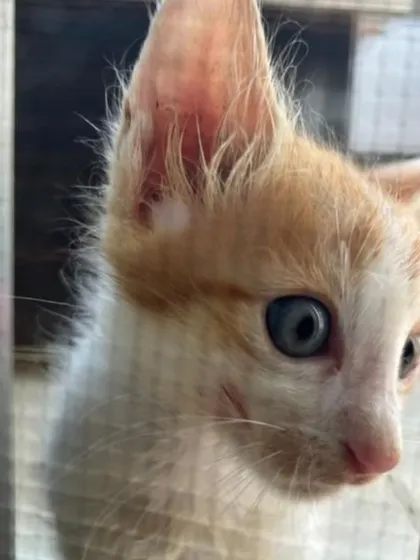 A close-up profile of one of the ginger and white kittens. They are incredibly adorable and need families.
