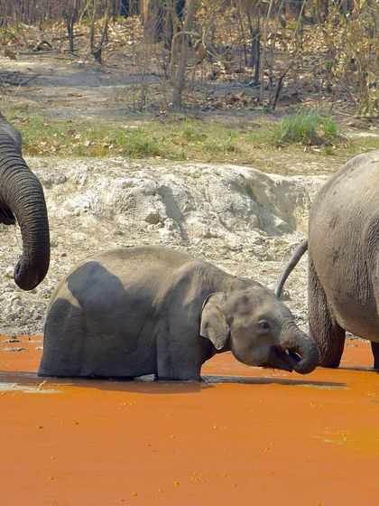 Manya Upadhyay - Travel & Documentary Photography Wildlife Encounters photo 17