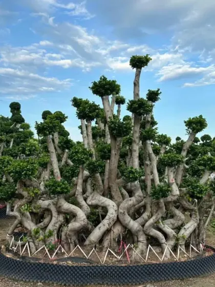A magnificent, sculptural Ficus bonsai tree, showcasing the unique and high-impact specimen plants I can source and install. These living sculptures serve as a stunning focal point for any large-scale garden or corporate entrance.