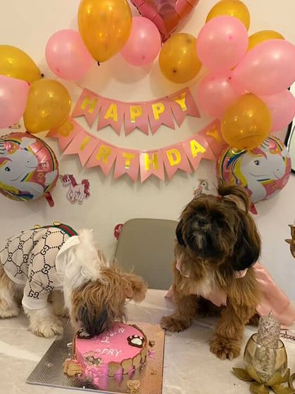 Mimi and her friend are ready to share her birthday cake. Our treats are great for multi-dog households and parties.