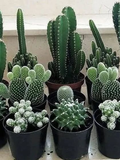 A collection of small cacti in black nursery pots, showing the variety of shapes and forms available.