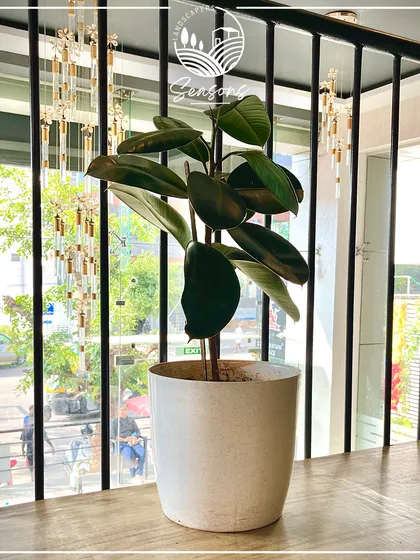A Rubber Plant in a white pot sits on a ledge overlooking a restaurant, adding a touch of green to the upper level. This placement shows how we think about landscaping in three dimensions, using plants to beautify every part of a space.