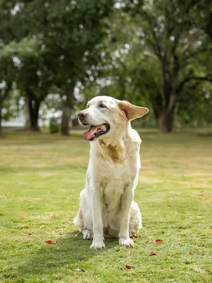 A dignified portrait of Ice, a senior Labrador, sitting peacefully in a park. This photo was taken to honor her life and spirit amidst her battle with cancer.