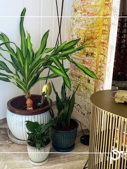 Garden Inspiration & Ideas photo 15