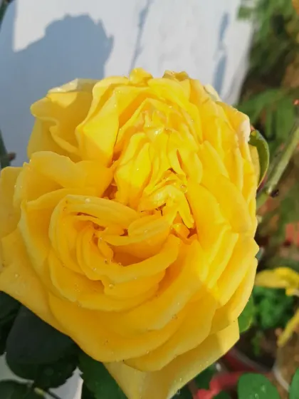 Bhardwaj - Urban Gardening Consultation A Riot of Colorful Flowers photo 88