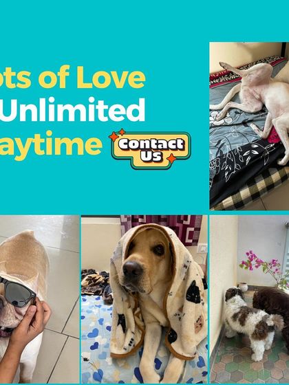 We Care Pet Creche - Home Dog Boarding Our Services & Amenities photo 4