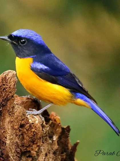 The Rufous-bellied Niltava is a splash of sapphire and sun, a truly exotic bird of the Himalayas. Finding this colorful gem in the dense undergrowth and capturing its vibrant plumage is a highlight of my Himalayan photo tours, where we explore the rich biodiversity of the mountains.