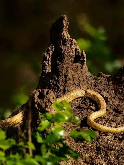 A pair of Indian Rat Snakes on a termite mound near Bangalore. This image captures a moment of natural reptilian behavior, showcasing the diversity of wildlife that can be found even near urban areas.
