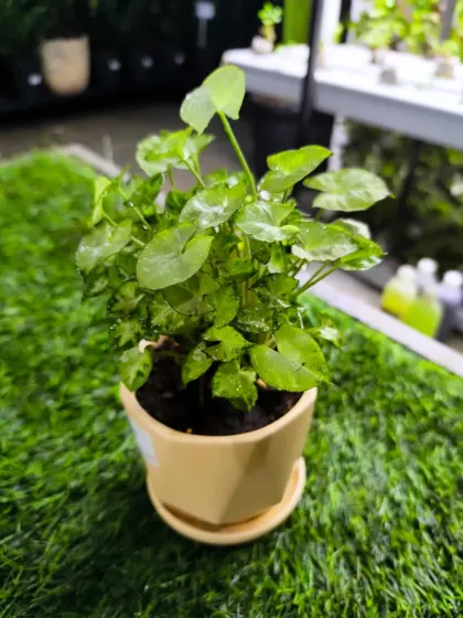 For Women's Day, we have a stunning array of plants to delight the special women in your life. From mini landscapes and terrariums to elegant potted plants, a green gift is a gift of life.