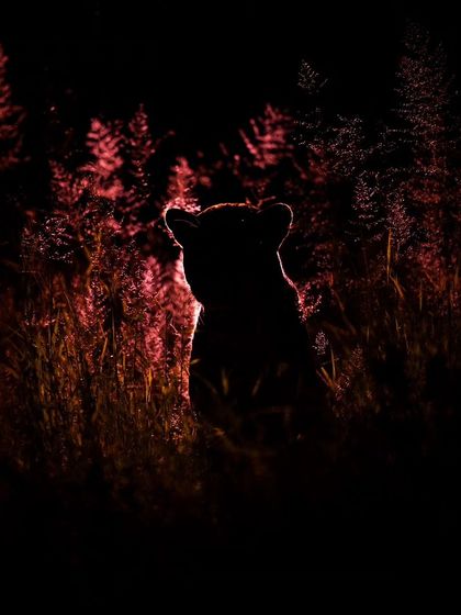 A creative, rim-lit shot of the black panther using a red light, creating a silhouette that speaks of mystery and power.