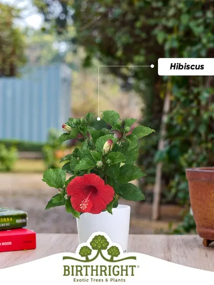 Add a pop of classic red to your garden with a beautiful Hibiscus. Don't wait to create the colorful garden of your dreams.