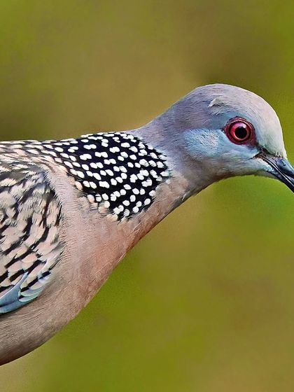 A close profile of a Spotted Dove. The shot provides a clear view of the distinctive black-and-white checkered patch on the back of its neck.