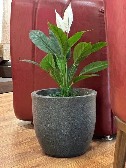 An artificial Peace Lily adds a touch of elegance next to a seating area in a commercial space. It provides the look of a delicate flowering plant with zero maintenance.