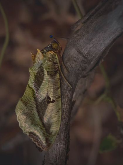 A moth perfectly camouflaged against tree bark. Moths are masters of disguise, a crucial survival skill in the food chain.