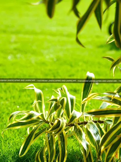 The variegated leaves of a Dracaena plant stand out against the backdrop of a lush green lawn. I often use plants with interesting foliage to create focal points and add texture to a garden.