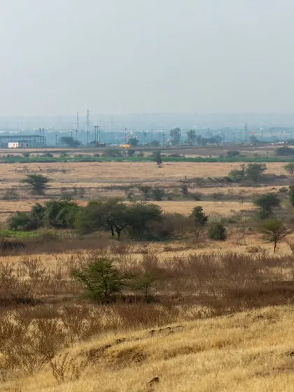 India's grasslands, our very own savanna, are one of our most threatened ecosystems. This image shows a beautiful habitat with industries encroaching on its edges, a visual representation of the pressure wildlife faces.