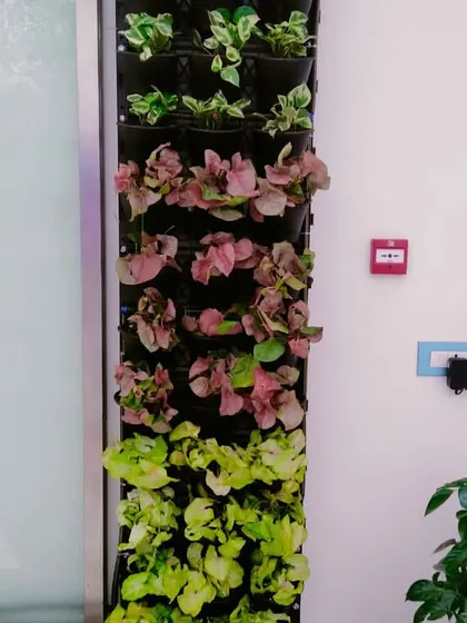 A close-up view of a newly installed vertical garden, showcasing the mix of colors and textures we use. We select a variety of plants, including Syngonium and Pothos, to create a dynamic and visually interesting pattern that evolves as the plants grow.