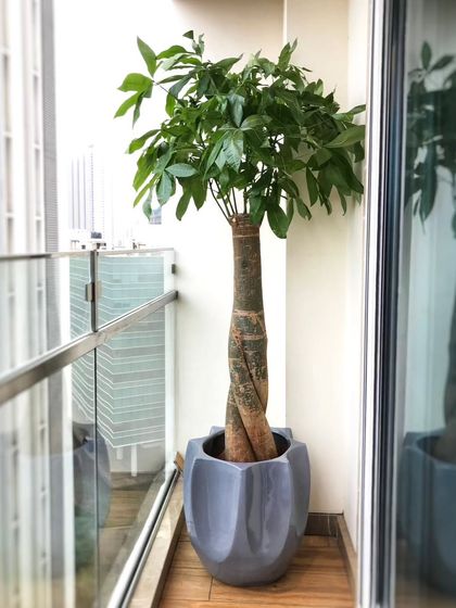 Signature Statement Plants photo 29