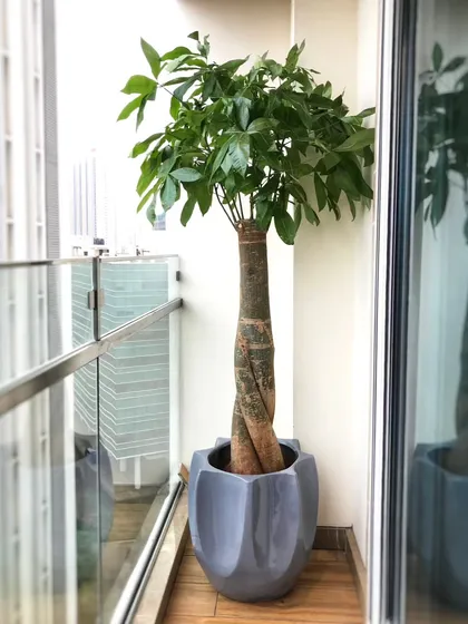 The braided Pachira, or Money Tree, is a conversation starter. Its unique fused trunk and lush canopy make it a perfect statement piece for a modern balcony.