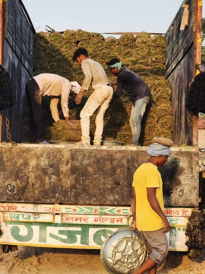 Delhi Gardner - Wholesale Plant & Turf Supply Natural Grass Turf: From Our Farm to Your Project photo 136