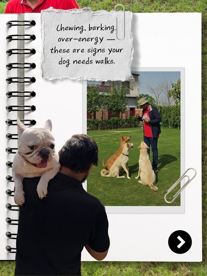 Chewing and barking are often signs a dog needs more walks. We address these behaviors by fulfilling their instinctual need to explore.